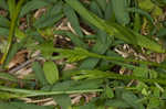 Asian shortstem sedge